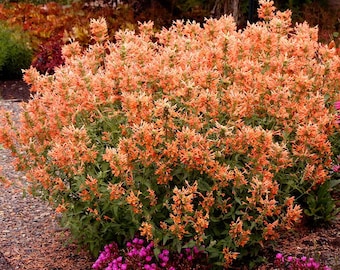 Hyssop Orange Perennial Flower 100 Fresh Seeds