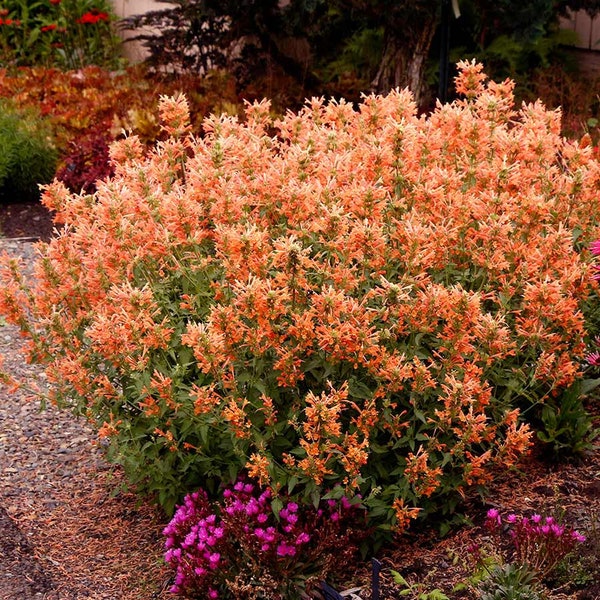 Hyssop Orange Perennial Flower 100 Fresh Seeds