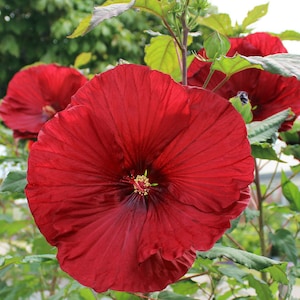 SEEDS ONLY - Dark Red Hibiscus Perennial Ornamental Flowering Plant 20 Fresh Seeds