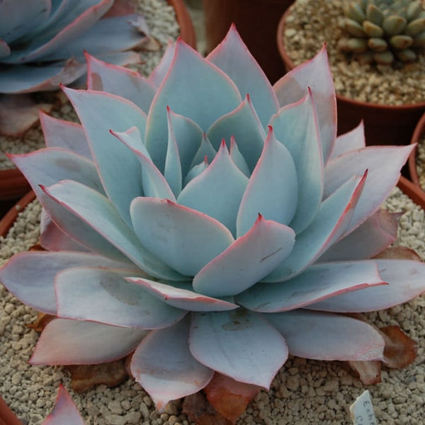 Succulent Plant "Echeveria Cante" Indoor or Outdoor 10 Fresh Seeds