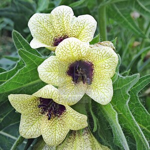 Henbane Hyoscyamus Niger Bloom Flowers 200 Fresh Seeds image 4