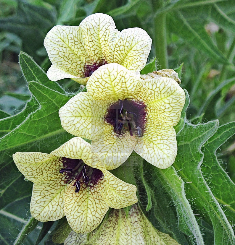 Henbane Hyoscyamus Niger Bloom Flowers 200 Fresh Seeds image 4