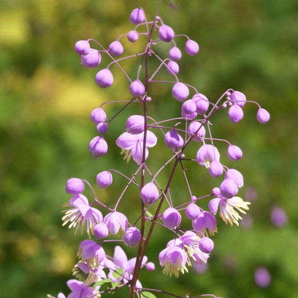 Chinese Meadow "Thalictrum Delavayi" Small Leaflets Blooming Plant 5 Fresh Seeds