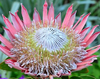 King Protea "Protea Cynaroides" Ornamental Large Flowering Plant 5 Fresh Seeds