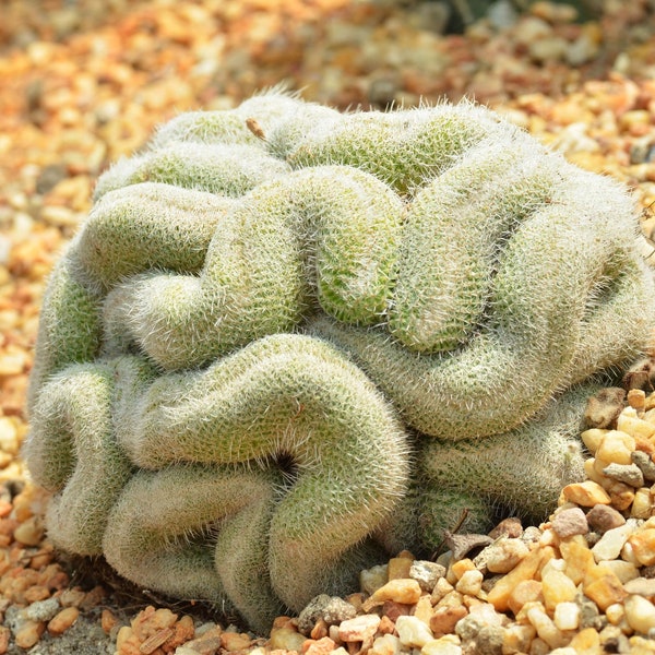 Brain Cactus "Mammillaria Elongata Cactus" Ornamental Rare 10 Fresh Seeds