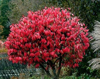 Eastern Wahoo euonymus Atropurpureus Burning Bush - Etsy