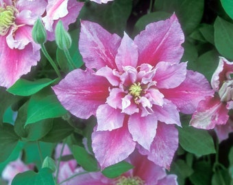 New Double Pink White Clematis Perennial Bloom Flowers 25 Fresh Seeds