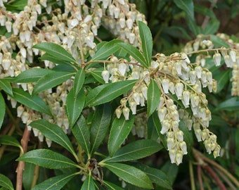 Japanese Andromeda "Pieris Japonica" Urn-shaped Blooms Shrub 30 Fresh Seeds