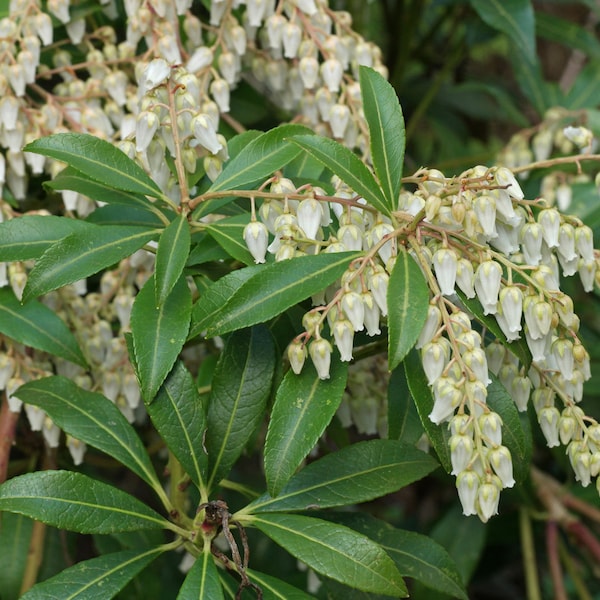 Japanese Andromeda "Pieris Japonica" Urn-shaped Blooms Shrub 30 Fresh Seeds