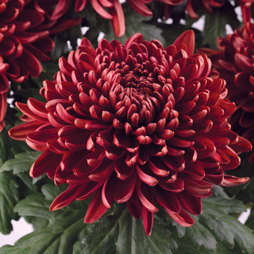 Red Chrysanths chrysanthemums Ornamental Flowering Etsy