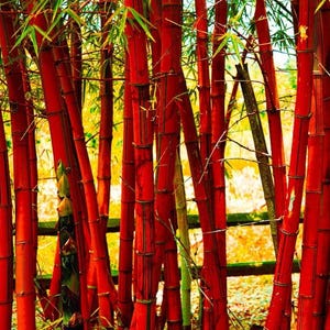 SEEDS ONLY - Orange Bamboo Exotic Ornamental Clumping Privacy Shade 50 Fresh Seeds