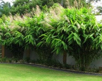 Thysanolaena Ornamental Grass Plant 100+ Fresh Seeds