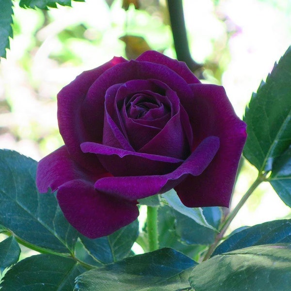 Dark Purple Rose Flower Bush Bloom Perennial Flower 10 Fresh Seed