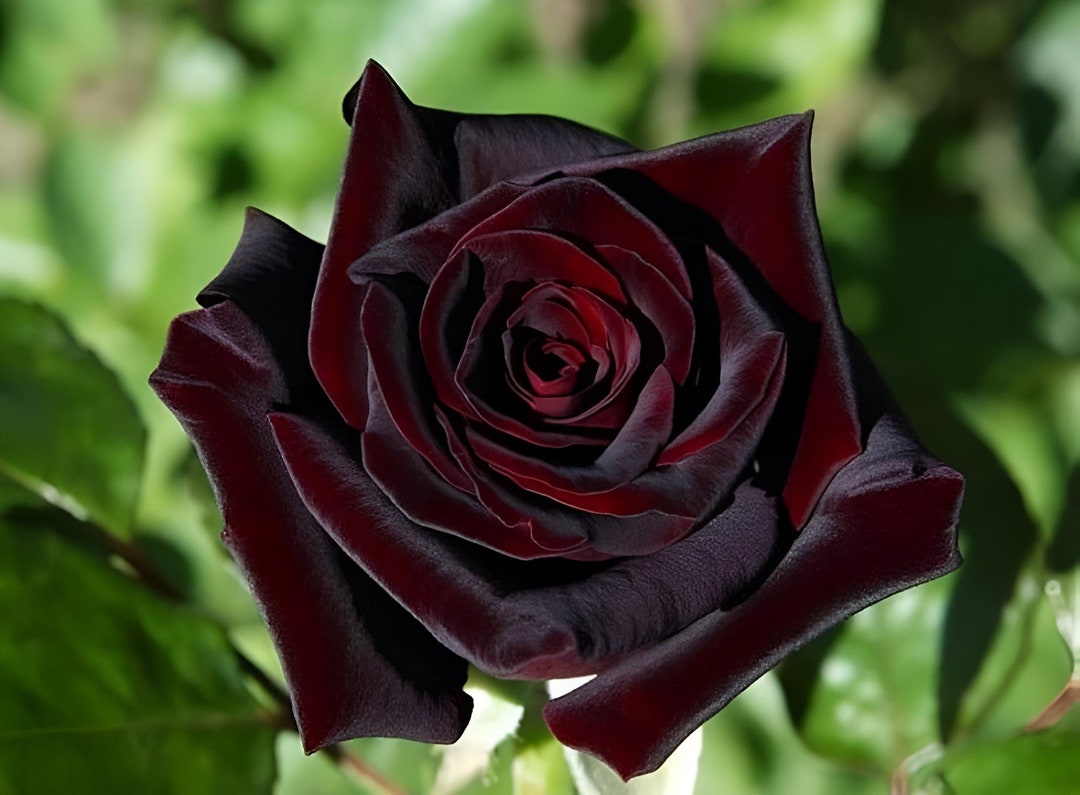 Red Black Rose Seeds: Perennial Ornamental Flowering Plant – 10
