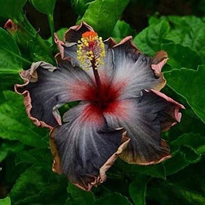 Black Pink Purple Hibiscus Perennial Flower 20 Fresh Seed
