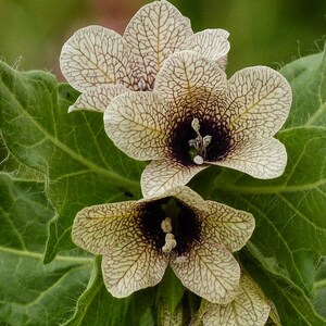 Henbane Hyoscyamus Niger Bloom Flowers 200 Fresh Seeds image 1