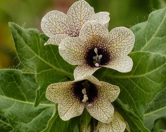 Henbane "Hyoscyamus Niger" Bloom Flowers 200 Fresh Seeds