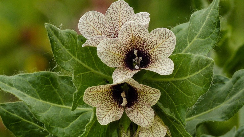 Henbane Hyoscyamus Niger Bloom Flowers 200 Fresh Seeds image 1