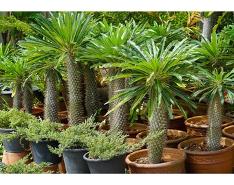 Madagascar Palm "Pachypodium Geayi" Ornamental Plant 5 Fresh Seeds