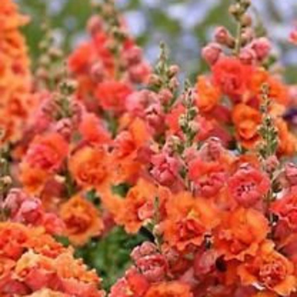 Bright Orange Hollyhock Flower Perennial 25 Fresh Seed