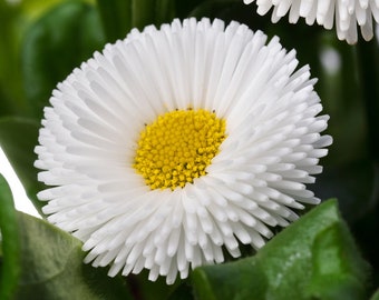 Bellis Perennis White Daisy Medicinal Dwarf Flowering Herb 500 Fresh Seeds