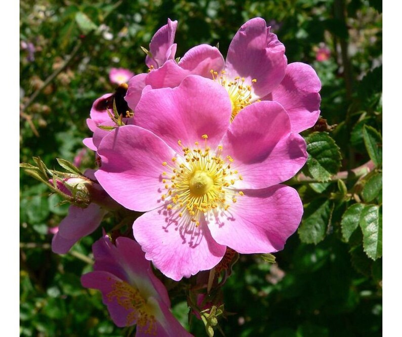 Thornless Rosa Canina Pink Dog Brier Rose 50 Fresh Flower Etsy