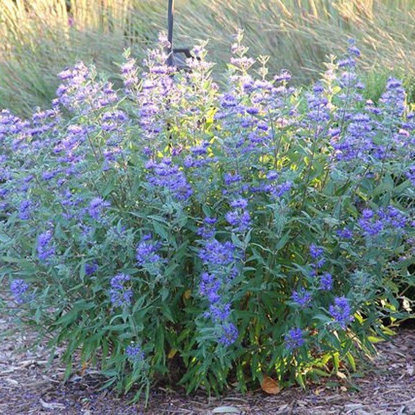 Blue Mist Spirea "Caryopteris Clandonensis" Bluebeard Aromatic Shrub 50 Fresh Seeds