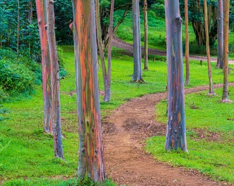 Rainbow Eucalyptus "Eucalyptus Deglupta" Mindanao Gum 50 Fresh Seeds