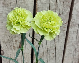 Bright Green Carnation Dianthus Perennial Bloom Flower 100 Fresh Seed