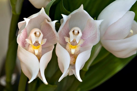 Anguloa Uniflora Orquídea Bloom Planta con Flores 50 Semillas - Etsy México