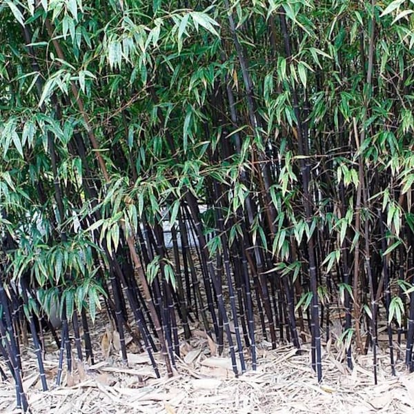 Black Bamboo "Phyllostachys Nigra" Exotic Shade Ornamental Privacy 5O Fresh Seeds