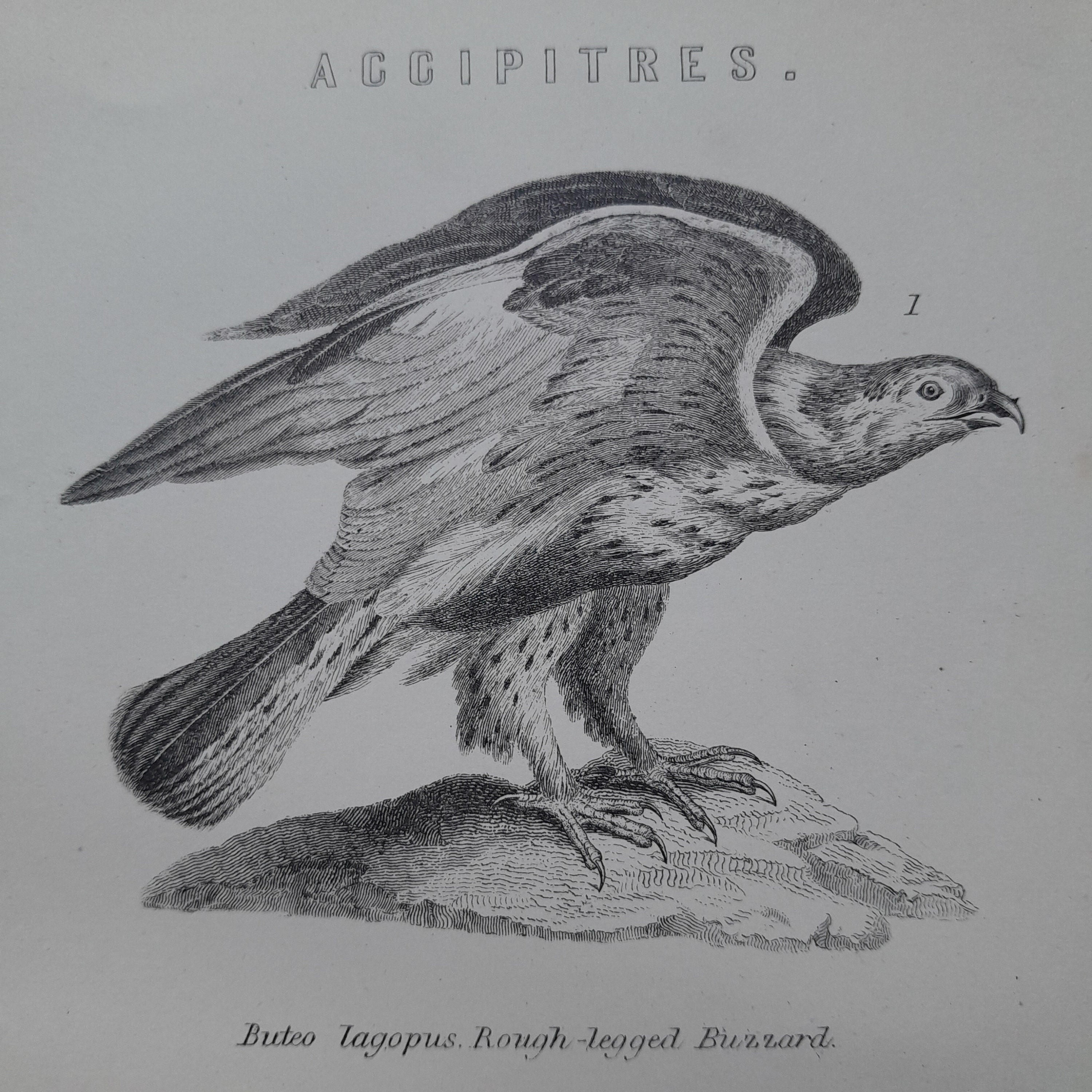 Accipitres – ca 1900s Victorian print from vintage encyclopedia
