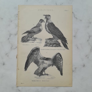 May include: A vintage black and white illustration of three birds of prey. The birds are labeled "Falco berigora", "Gypaetes barbatus Lammergeyer or Bearded Eagle", and "Spizaetus bellissimus, Martial Eagle".