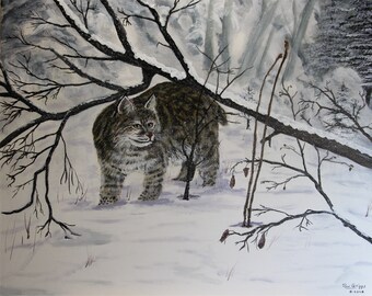 Gray Ghost Bobcat in Snow