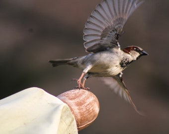 Oiseau 8x10 en flight print