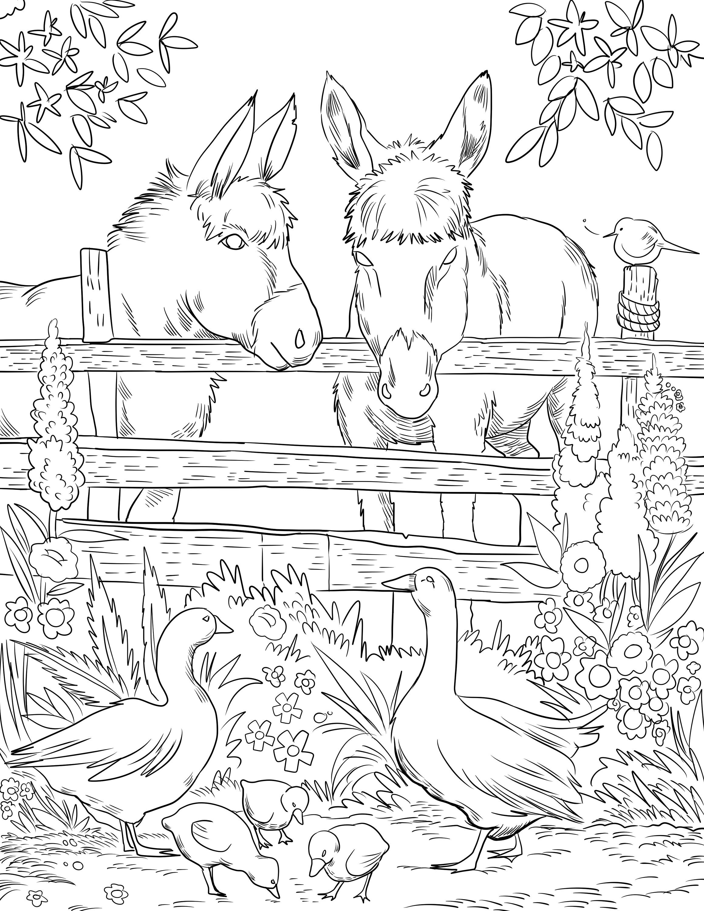 Farm Donkeys Printable Adult Coloring Page From Manila Shine coloring