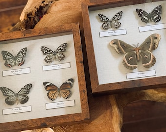 curiosity cabinet,witches,entomology,history of nature Miniature 112 scale butterflies in a shadow box  frame