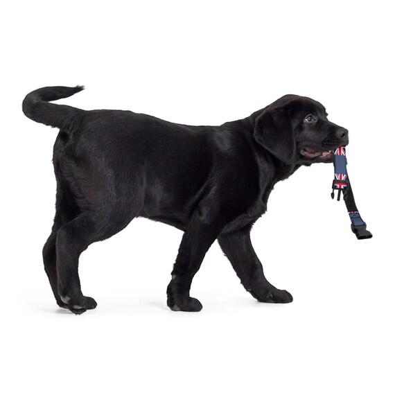 PICCOLO ANIMALE DOMESTICO Nido Sospeso Nido Di Mele Porcellino D'India - Foto 8