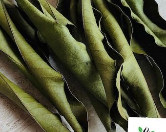 Preparación de té natural con hojas de mango secas