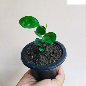 May include: A small green lime tree sapling in a black plastic pot. The plant has several leaves and is growing in soil.