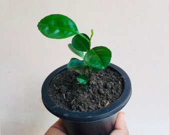 Key Lime Seeds Home Gardening, Rare Citrus Fruit Seeds
