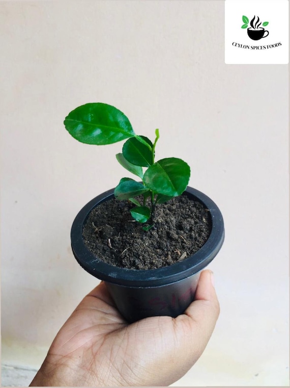 Key Lime Seeds Home Gardening, Rare Citrus Fruit Seeds