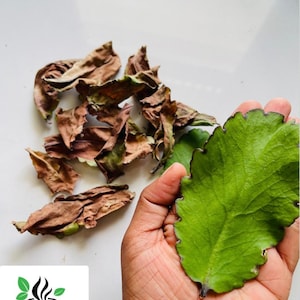 Dried Leaf of Life Leaves & Powder - Bryophyllum pinnatum