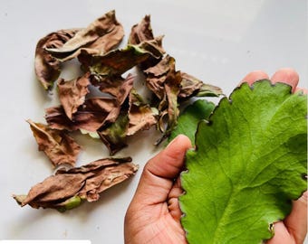 Hojas secas de la vida (hojas y polvo) - Bryophyllum pinnatum