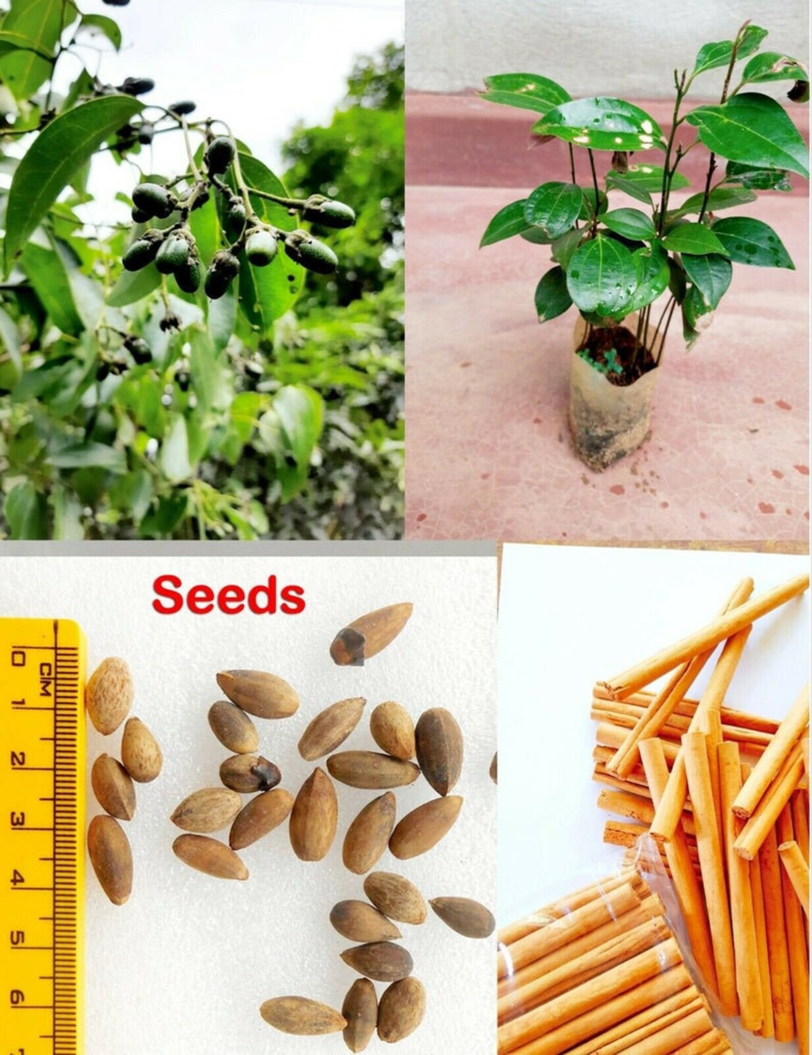 Ceylon Cinnamon Seeds for planting & cultivate Cinnamomum Etsy
