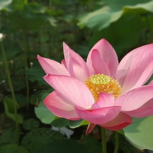 500 Nelumbo nucifera seeds pack Egyptian Bean Sacred Lotus Germination Tested Select Seeds Amount image 9