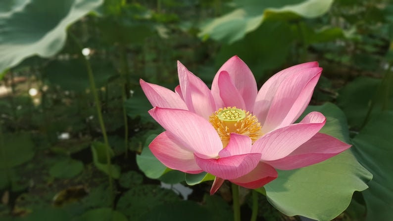 500 Nelumbo nucifera seeds pack Egyptian Bean Sacred Lotus Germination Tested Select Seeds Amount image 9