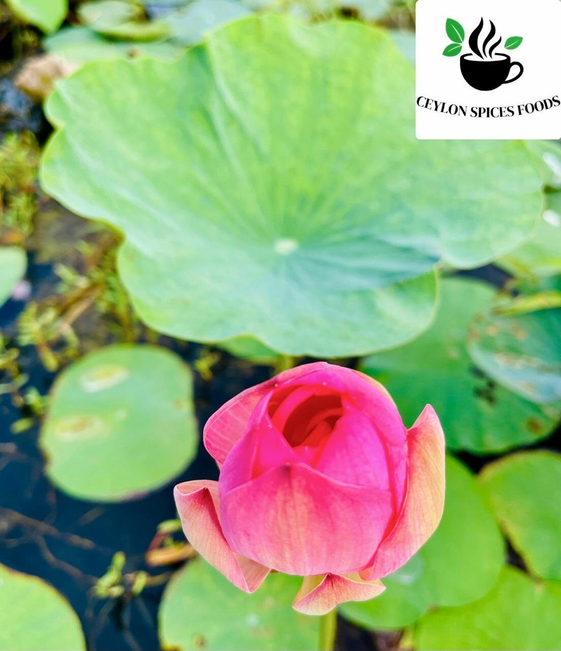 3 Graines De Lotus Rose (Nelumbo Nucifera) - Fleur Aquatique - Jardin Bassin
