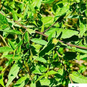 Dried Sida Acuta (Wireweed) , Natural Sida Rhombifolia Botanical for Tea, Crafts & Decoration