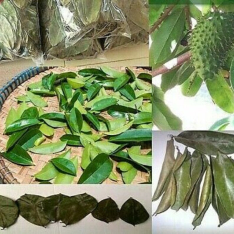 100 100 Soursop Blätter, getrocknete Annona muricata, Guanabana Blatt, kostenloser Versand, Menge der Blätter auswählen Bild 2